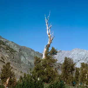 White Bark Pine, meadow above Hoover Lake, 8/27/1966
