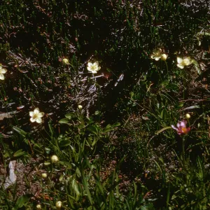 Parnassia, on trail to Hoover Lakes, August, 1966