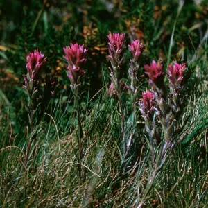 Castilleja culbertsonii, Hoover Lake, 9950 ft, Mono County