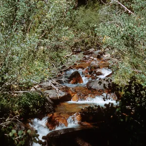 stream along trail, Piute Pass