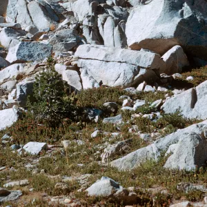 patches of Cassiope on Piute Pass
