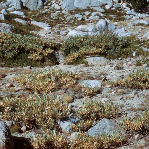 Piute Pass