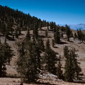 Pinus flexilis, White Mountains