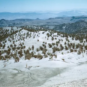 Bristle Cone Forest