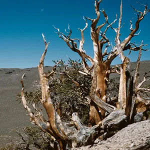Pinus aristata, slightly overexposed, White Mountains