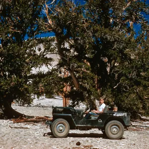 Bob Muller in jeep, at Patriarch Grove