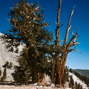 Patriarch Grove