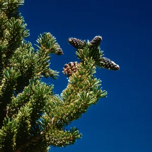 closeup of Pinus aristata, White Mountains