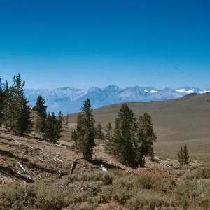 Limber Pine on White Mountains