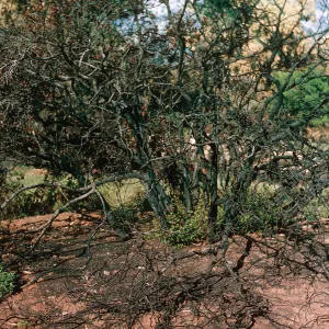 Quercus dumosa on knoll, above Pritchett Trail, SBBG