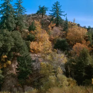 Pseudotsuga menziesii, Acer macrophyllum, Lower Sespe