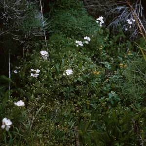 Anacapa Island