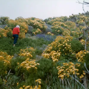 Anacapa Island