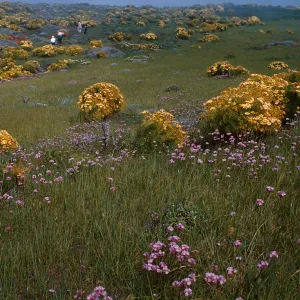 Anacapa Island