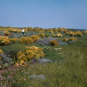 Anacapa Island