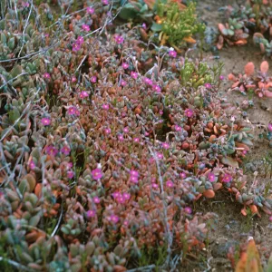 Anacapa Island