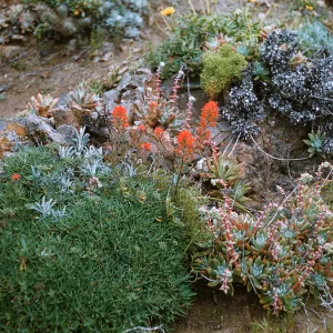 Anacapa Island