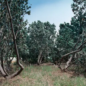 old Silver Trees, Dickinson - Hope Ranch, 