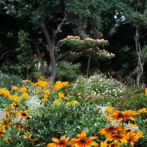  Albizia & flowers, Dickinson - Hope Ranch