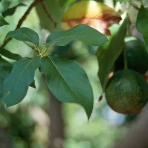 avocado, Casa Palmilla, Nancarrow's 