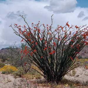 Joshua Tree, South entrance