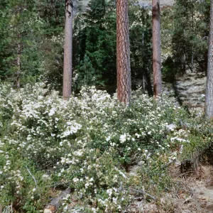 Rhododendron occidentale, Peanut Creek, Humboldt County, June, 1954