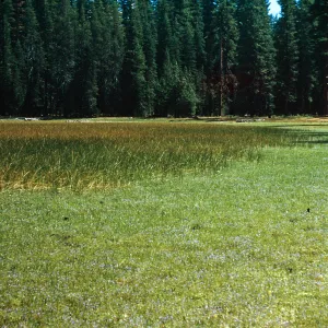 Vernal pool near Lake Almanor, Plumas County