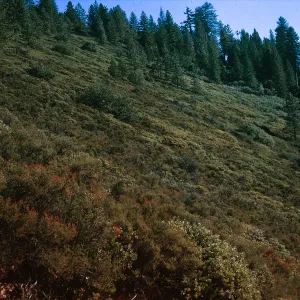 Chaparral slope - mixture of Adenostoma, Manzanita, Catway Road