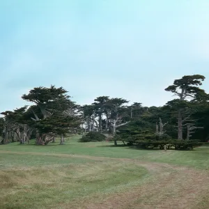 Cupressus macrocarpa, 17-mile Drive, Carmel, California