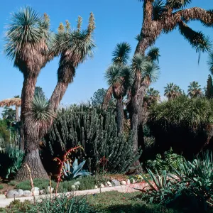 Huntington Gardens