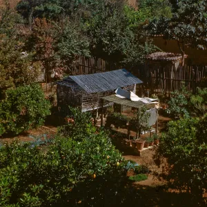 Olivia Converse's garden