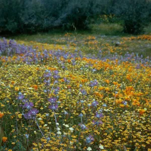 Mixed wildflowers, De la Guerra Springs