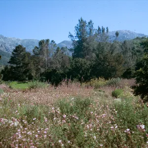 Garden Meadow with Clarkia in lower portion