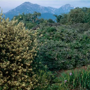 Rancho Santa Ana