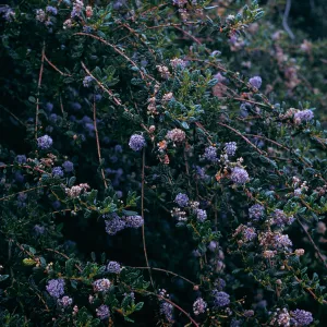 Rancho Santa Ana (California Lilac)