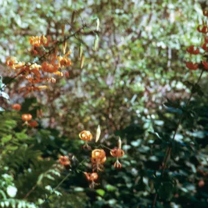 Humboldt Lilies, SBBG