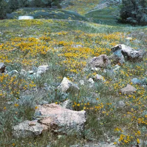 de la Guerra Springs, Figueroa Mt.