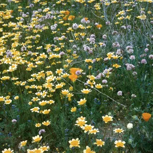 Portal Ridge, Tidy Tips & Brodeia