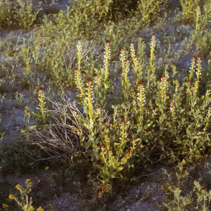 Squaw candles, Mojave Desert
