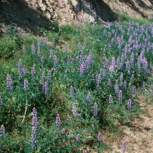 Lupine, Mojave