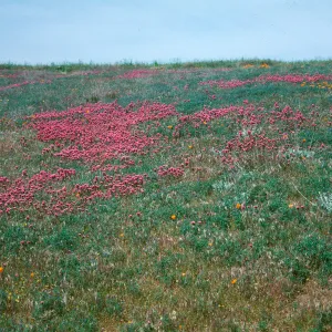 Goldenbush, Mojave