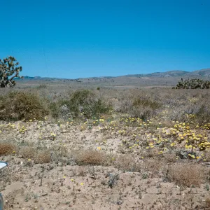 Wildflowers, Borrego