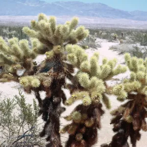 Jumping cholla in bloom, Borrego