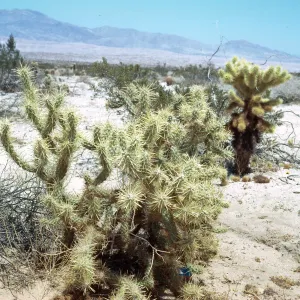 Staghorn & jumping cholla, Borrego Desert