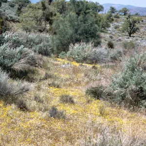 Antelope Valley