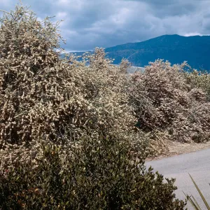 Mountain lilacs, Rancho Santa Fe (California Lilac)
