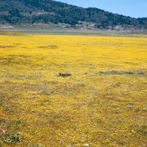 Flower fields, Anza Valley