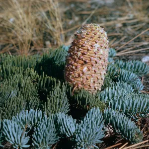 Abies magnifica