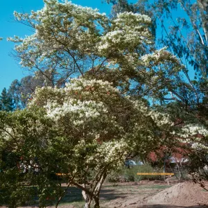 Chionanthus virginicus, Fringe Tree, upper Orpet Park