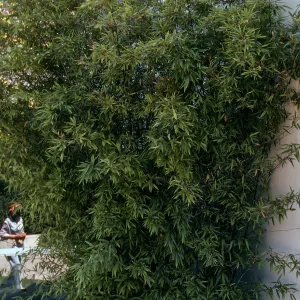 Podocarpus, Phillips Estate, Master Gardener Club tour